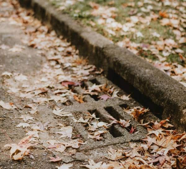 Leaves Covering Storm Drain